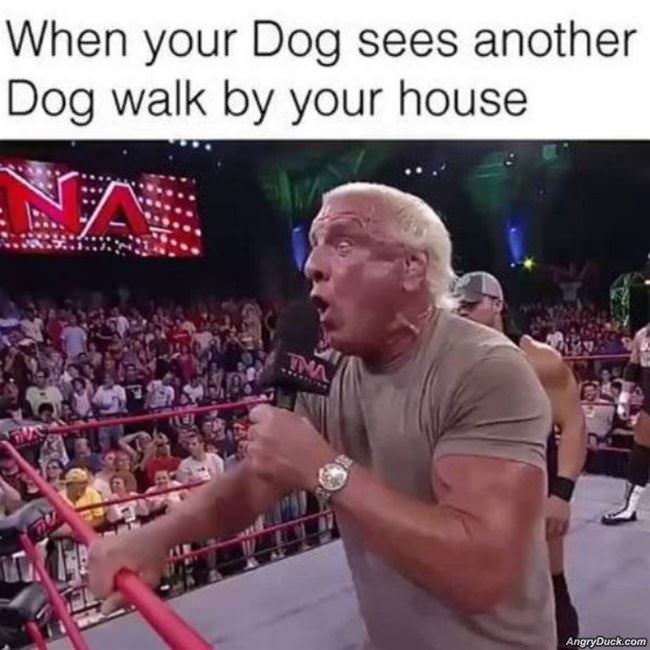 Your Dog