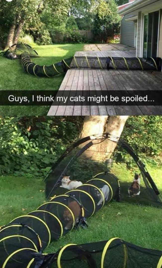 Cat Might Be Spoiled