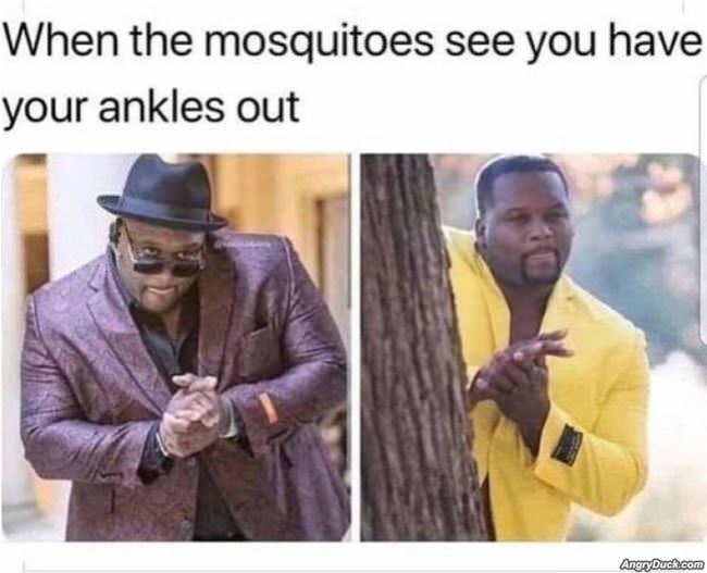 The Mosquito Sees It