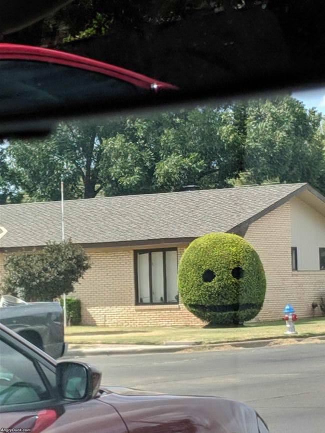 Happy Bush