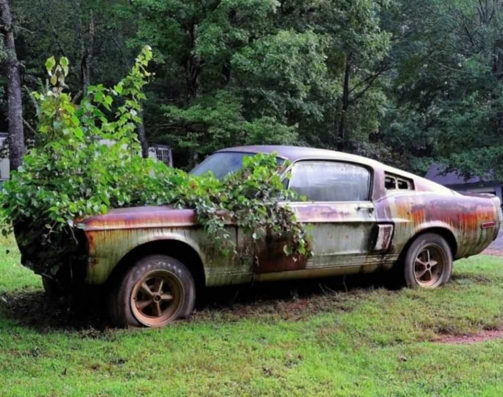 cool place for some plants