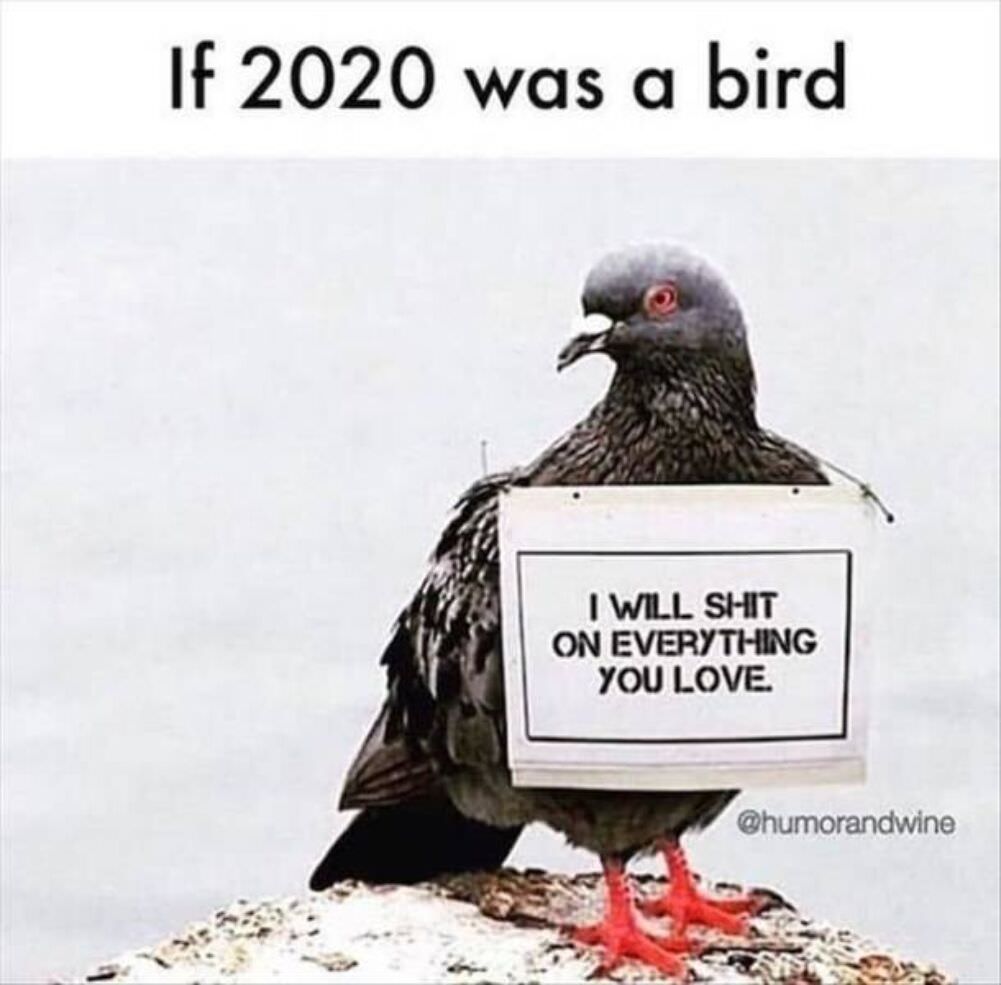 if 2020 was a bird
