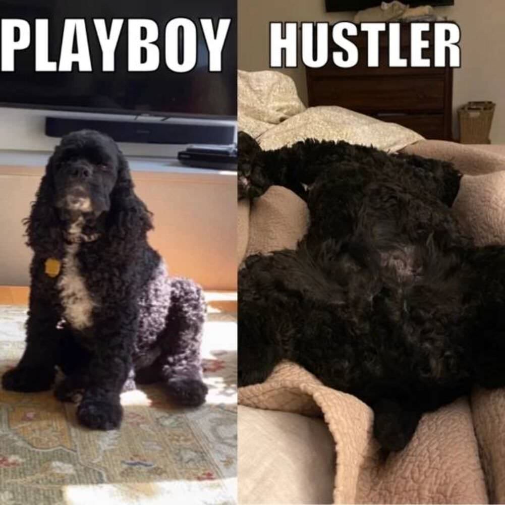 playboy vs hustler