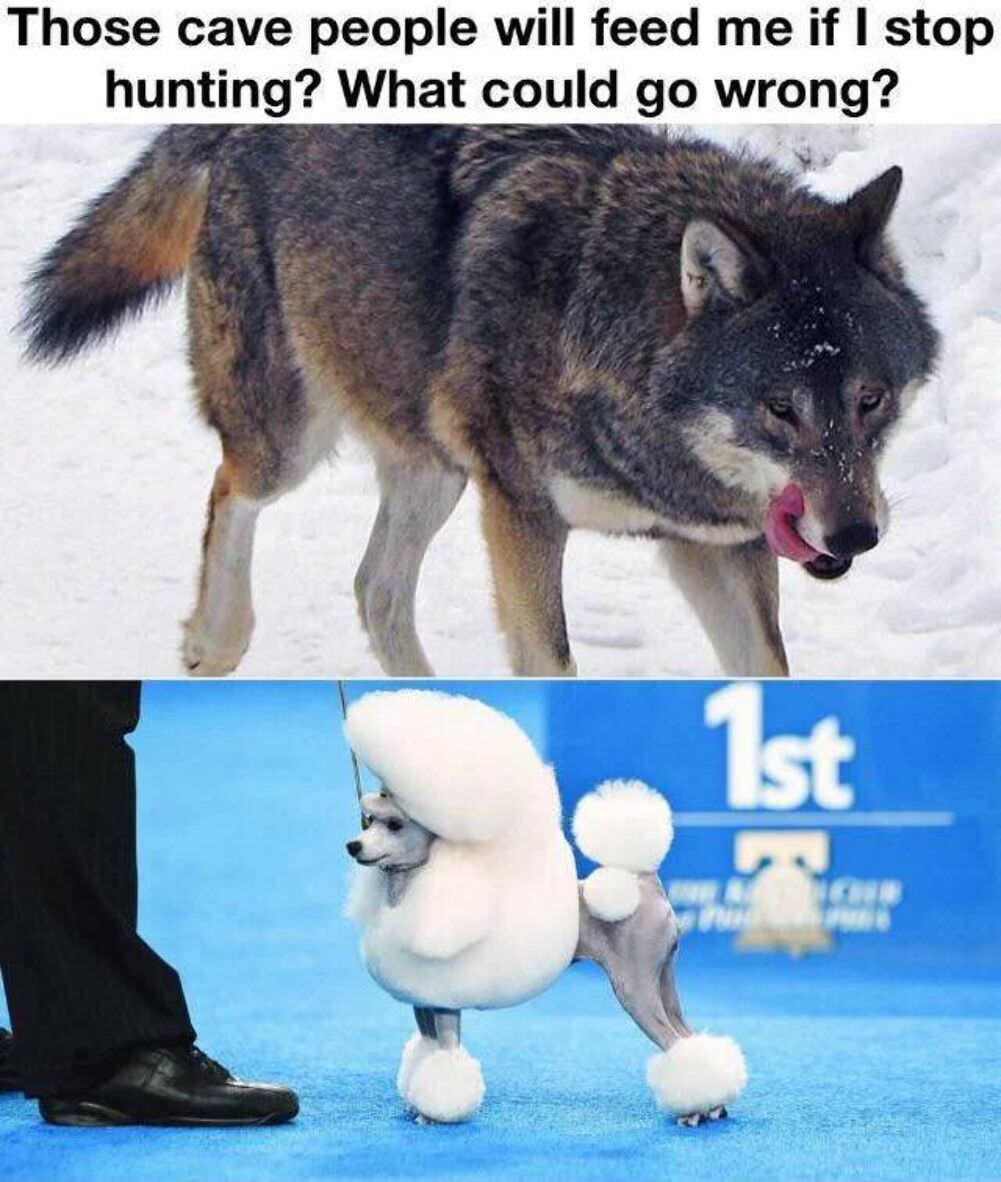 what could possibly go wrong