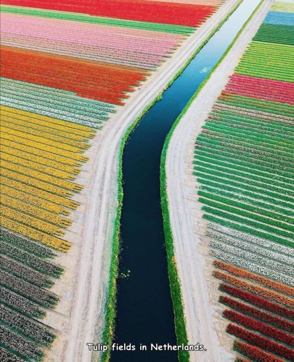 awesome tulips