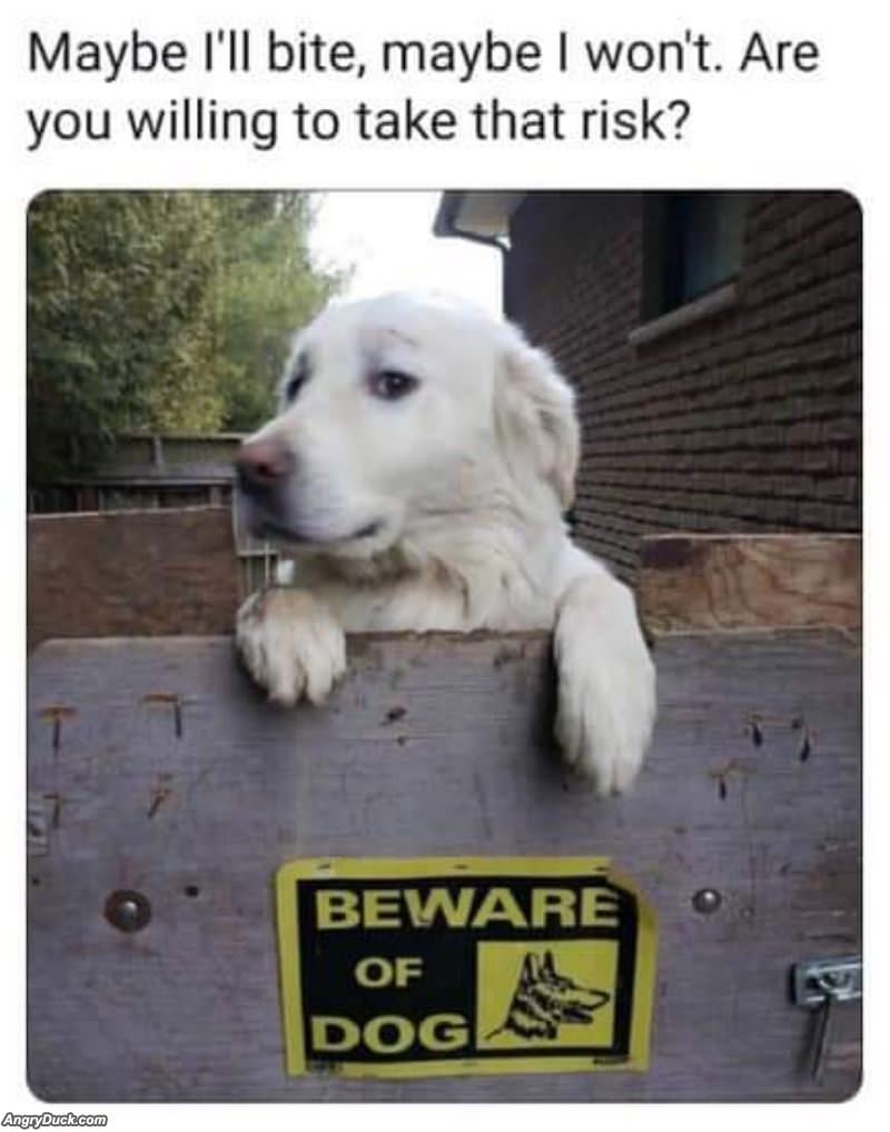 Maybe I Will Maybe I Wont