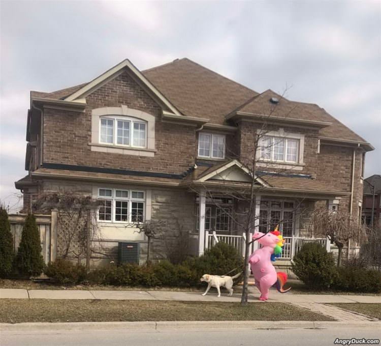 Taking The Dog For A Walk