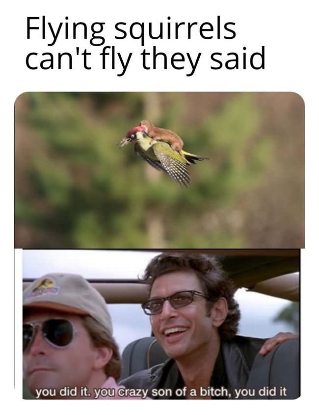 They Cannot Fly