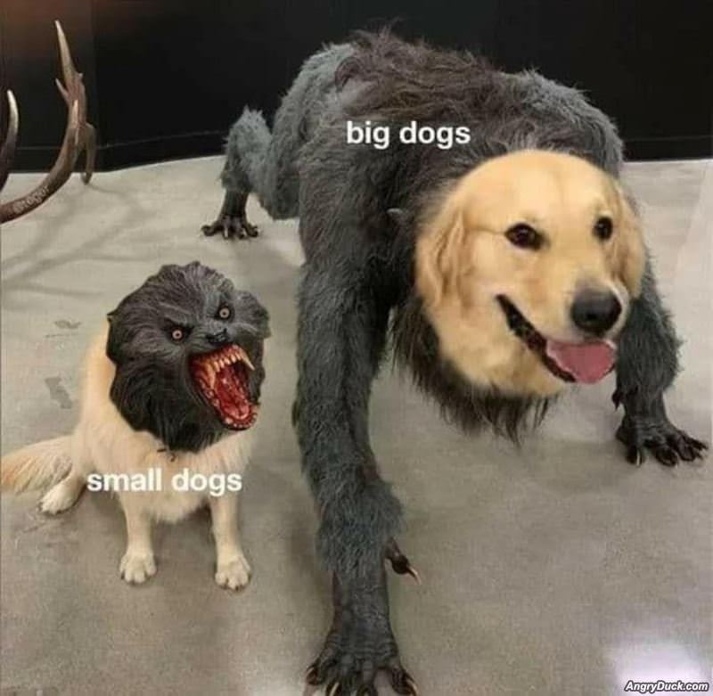 Big Dogs