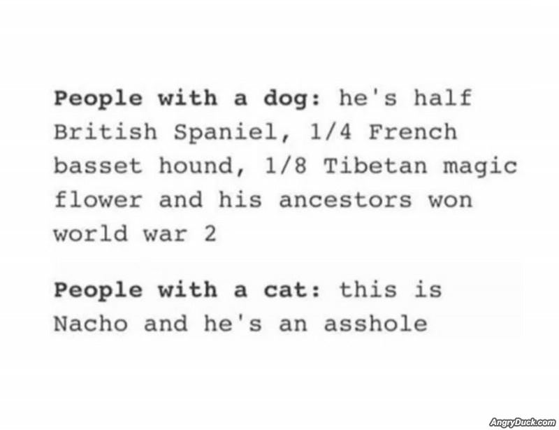 Dogs And Cats