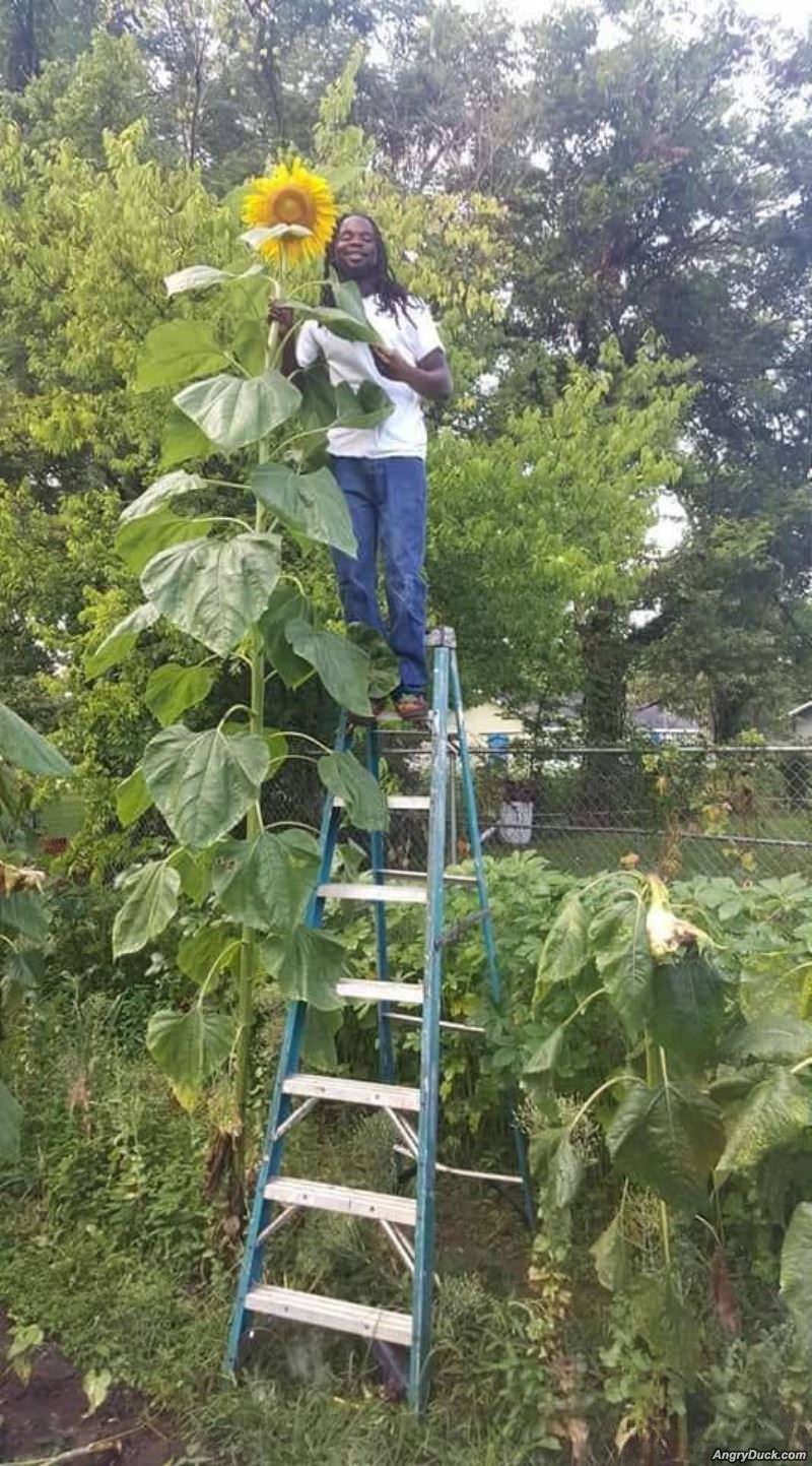 All The Way To The Sun