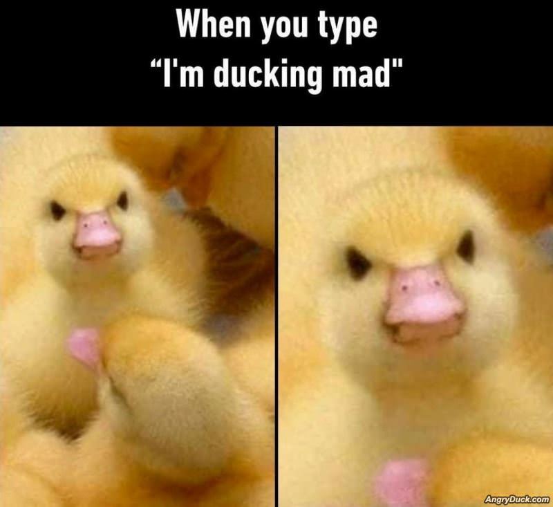 Ducking Mad