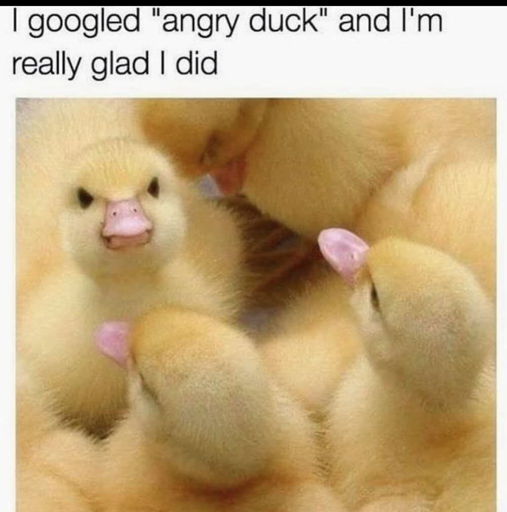 angry duck