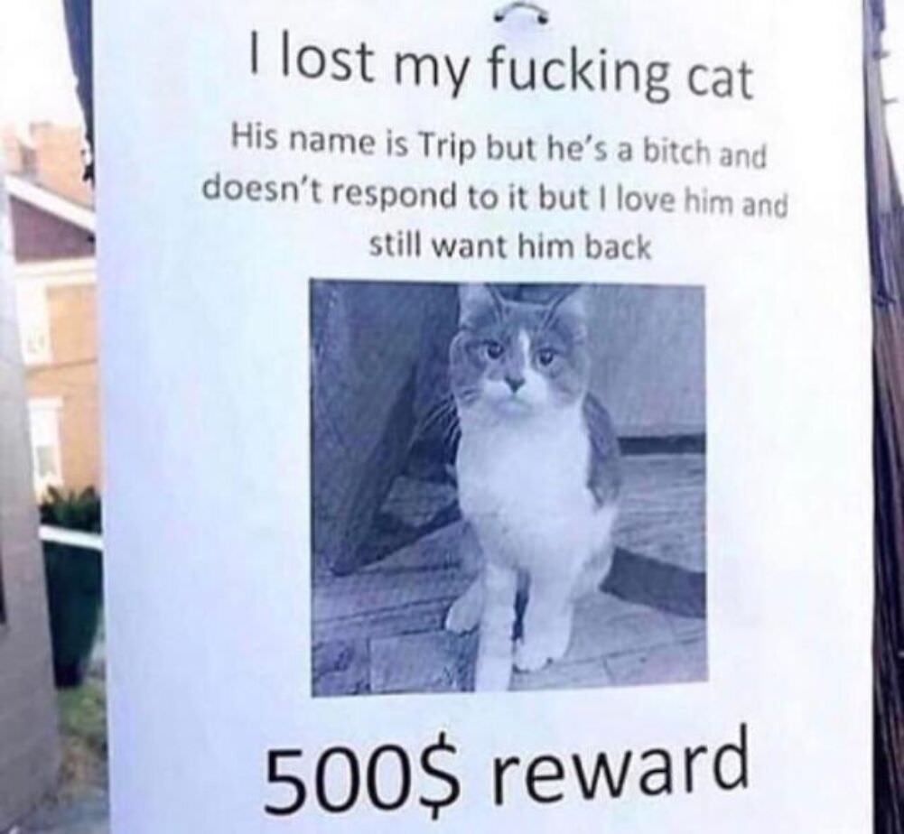 lost my kitty