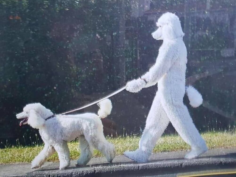 the dog dog walker