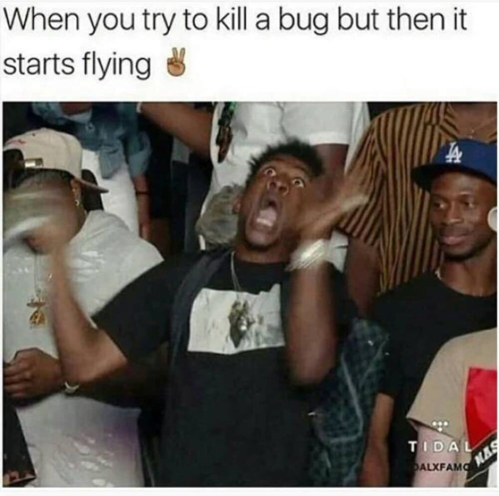 tried to kill a bug