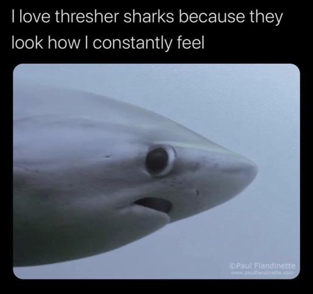 why i love sharks