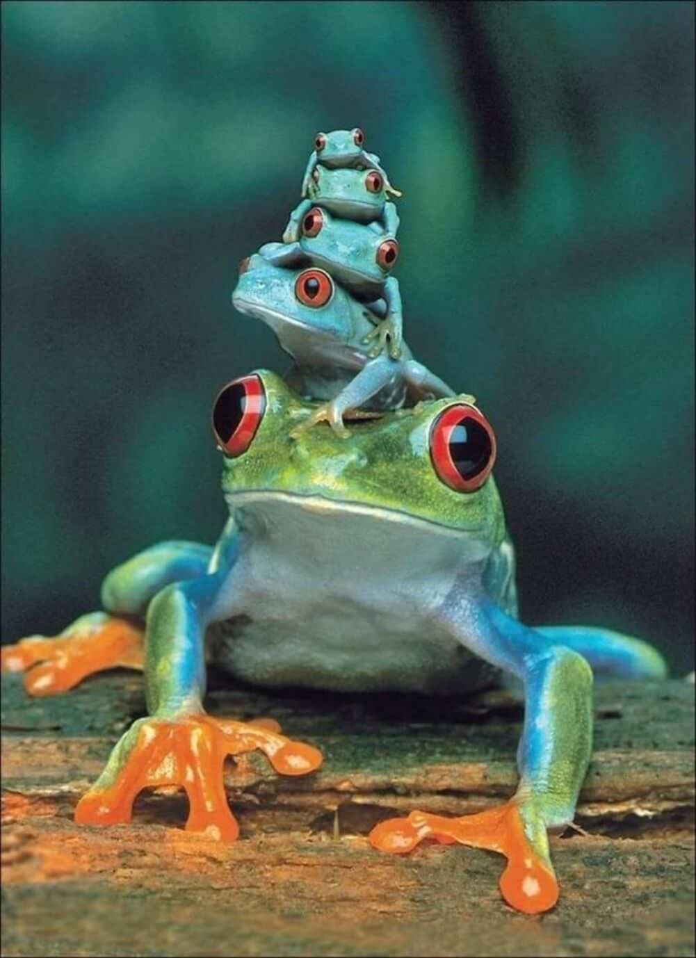 frog stacking