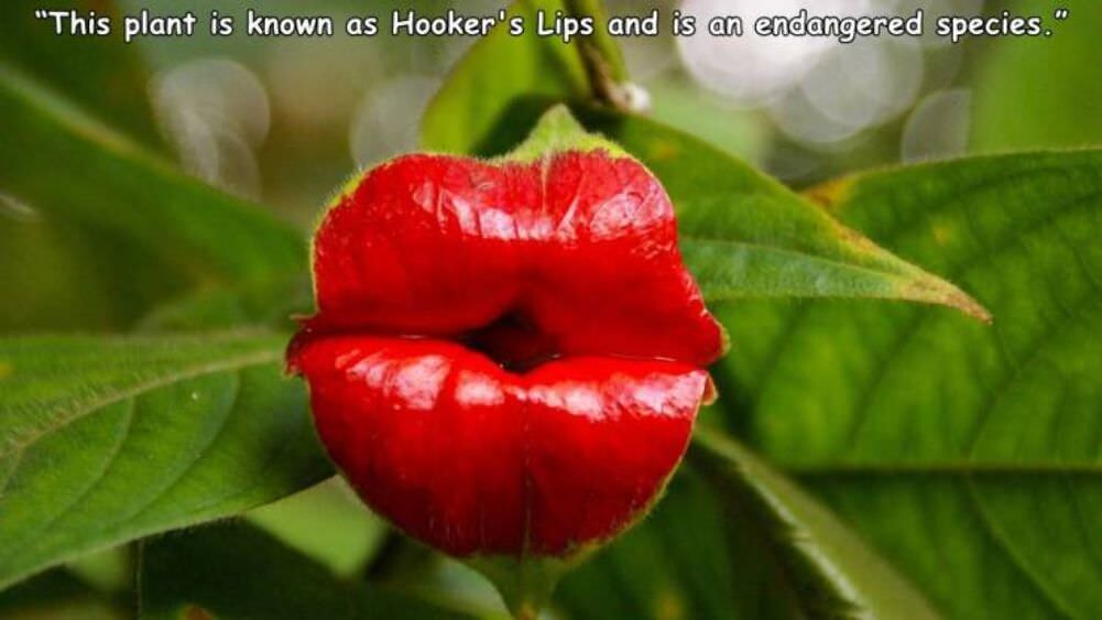 hookers lips