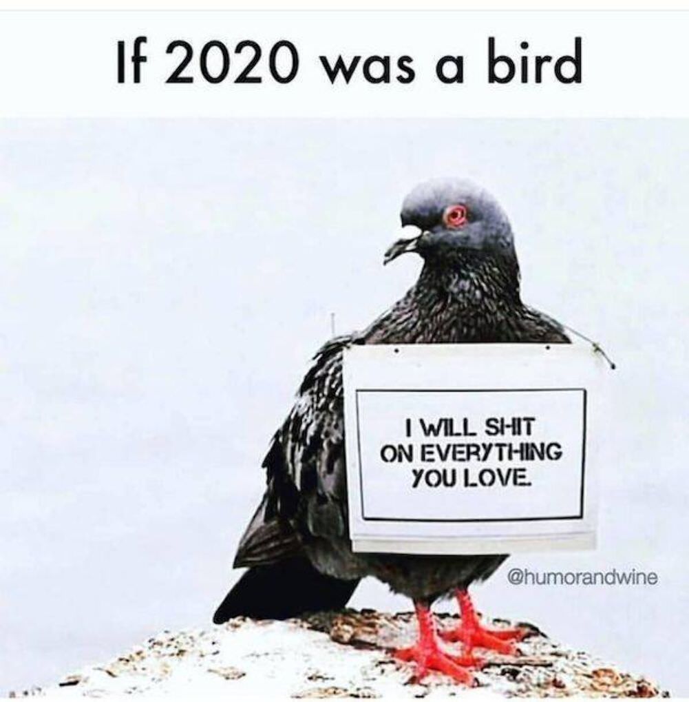 if 2020 was a bird