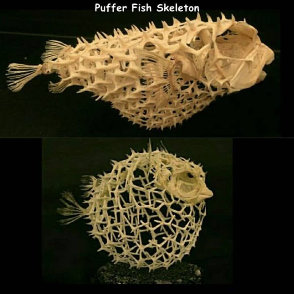 puffer fish skelaton