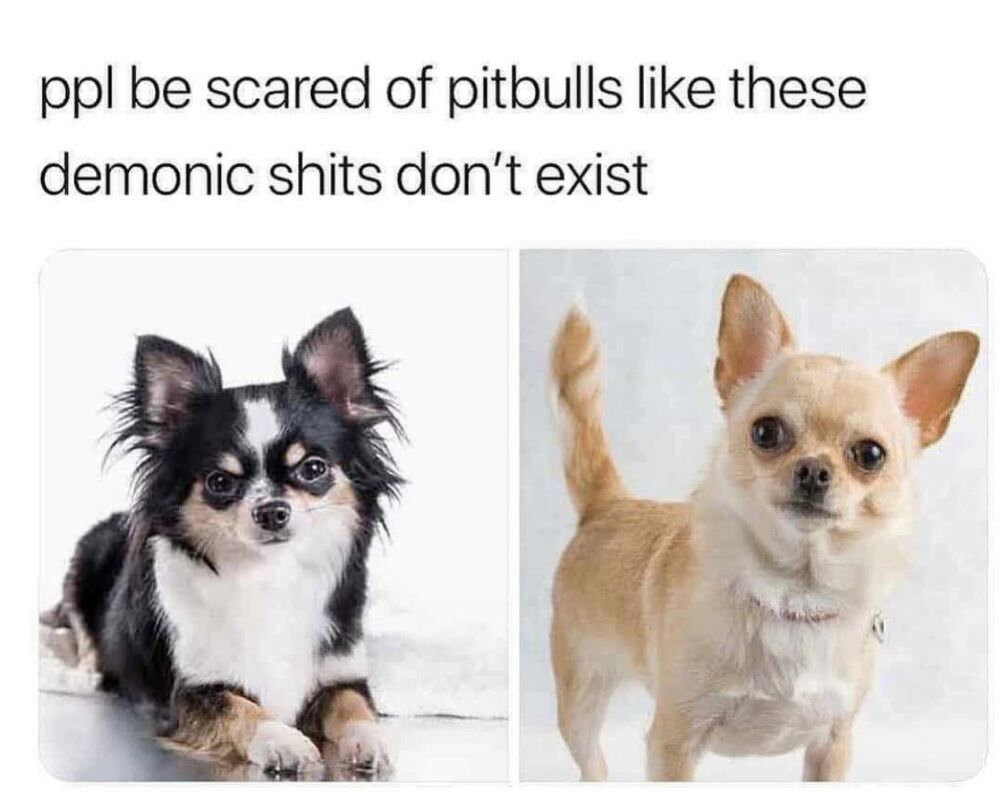 scared of pitbulls