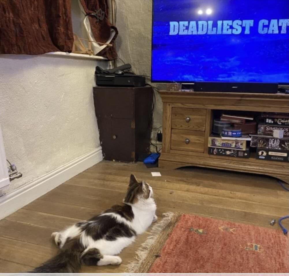 deadliest cats
