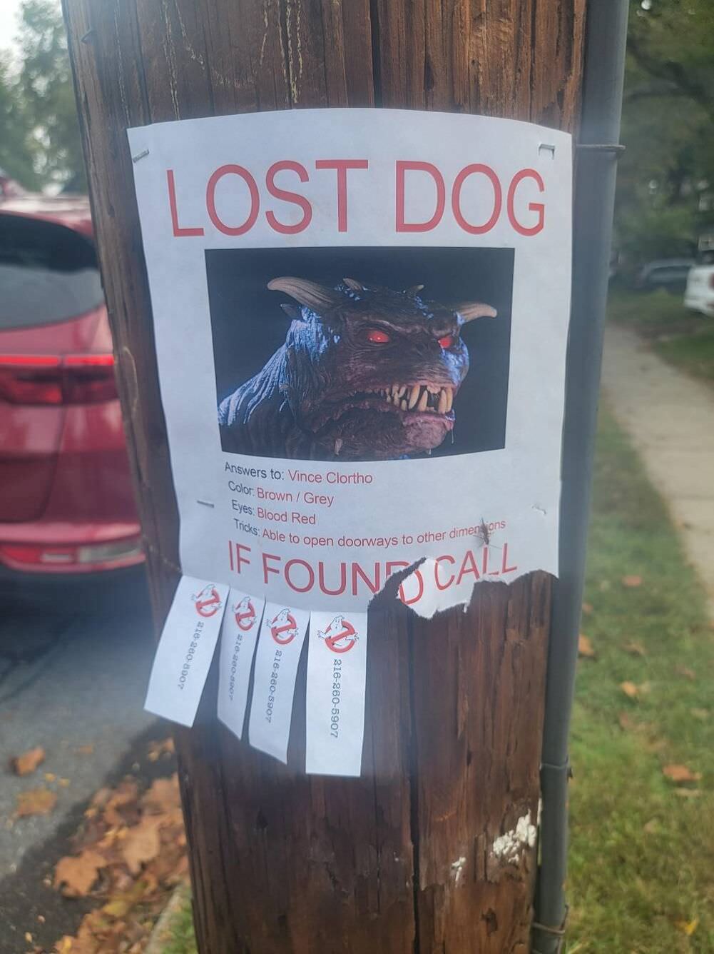 lost dog