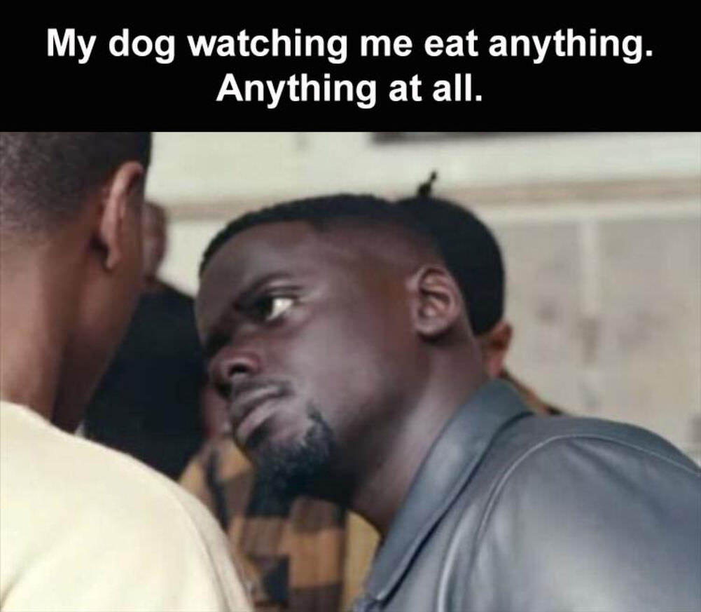 my dog watching me