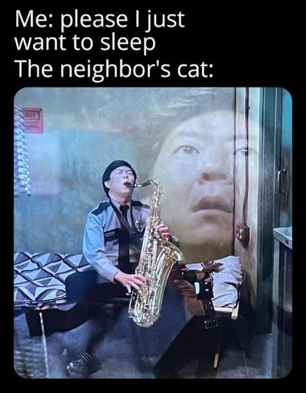 the neighbors cat