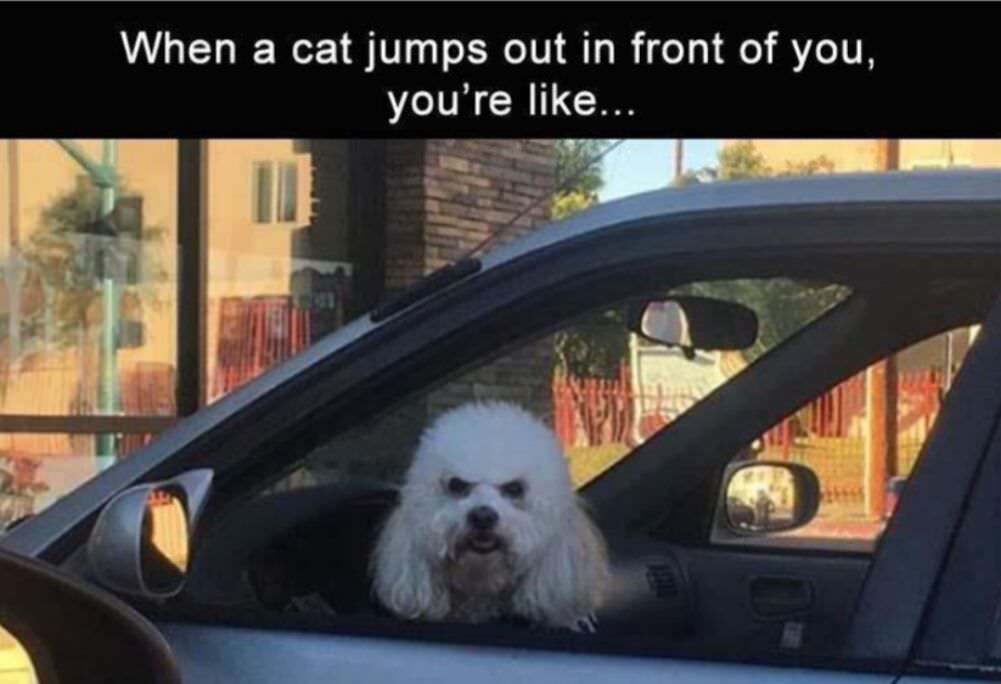 jumps out in front of you