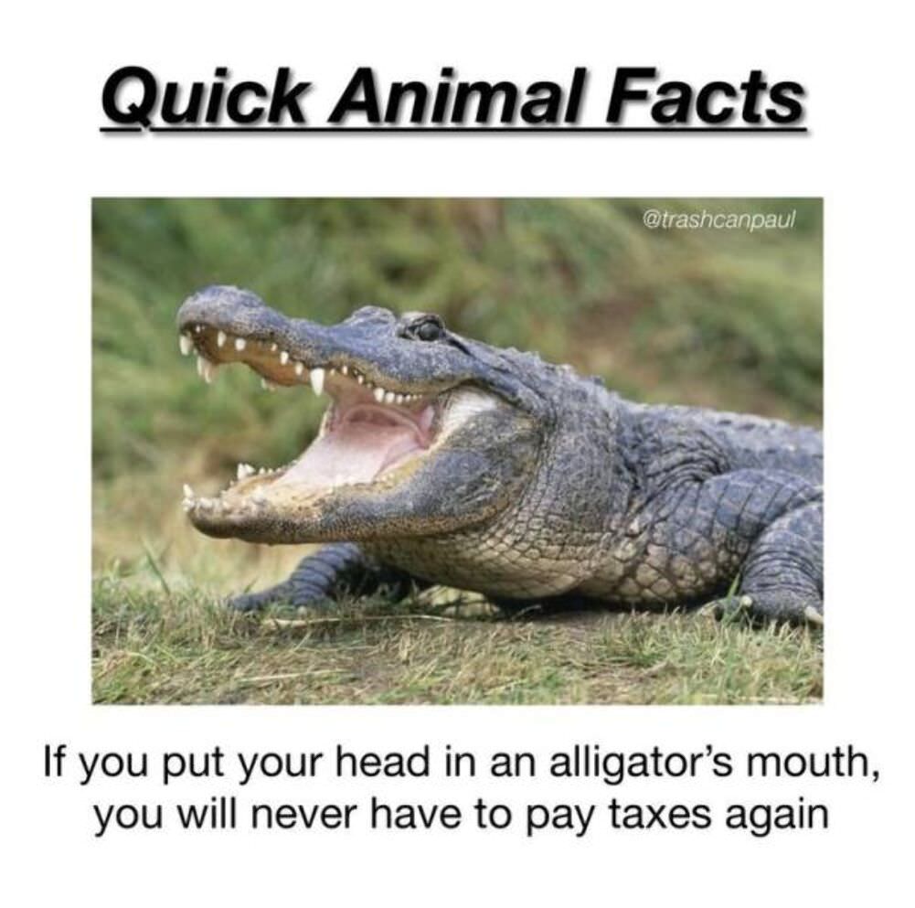 quick animal facts