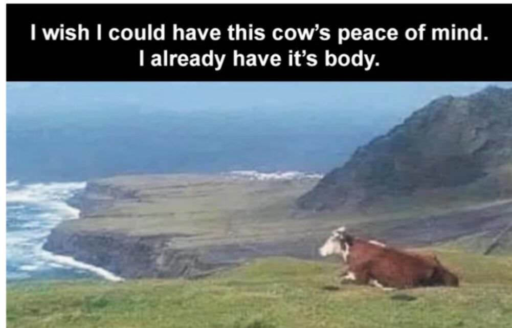 this cows peace of mind