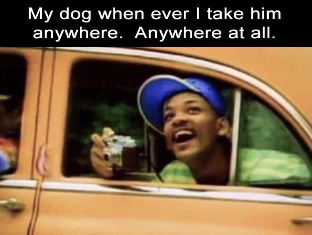 my dog when i take him places
