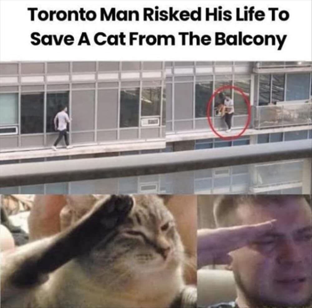 saved the cat