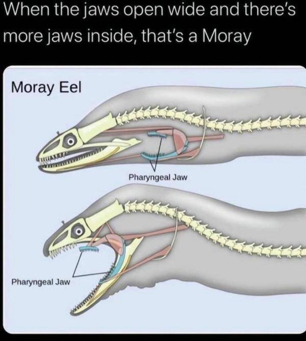 a moray