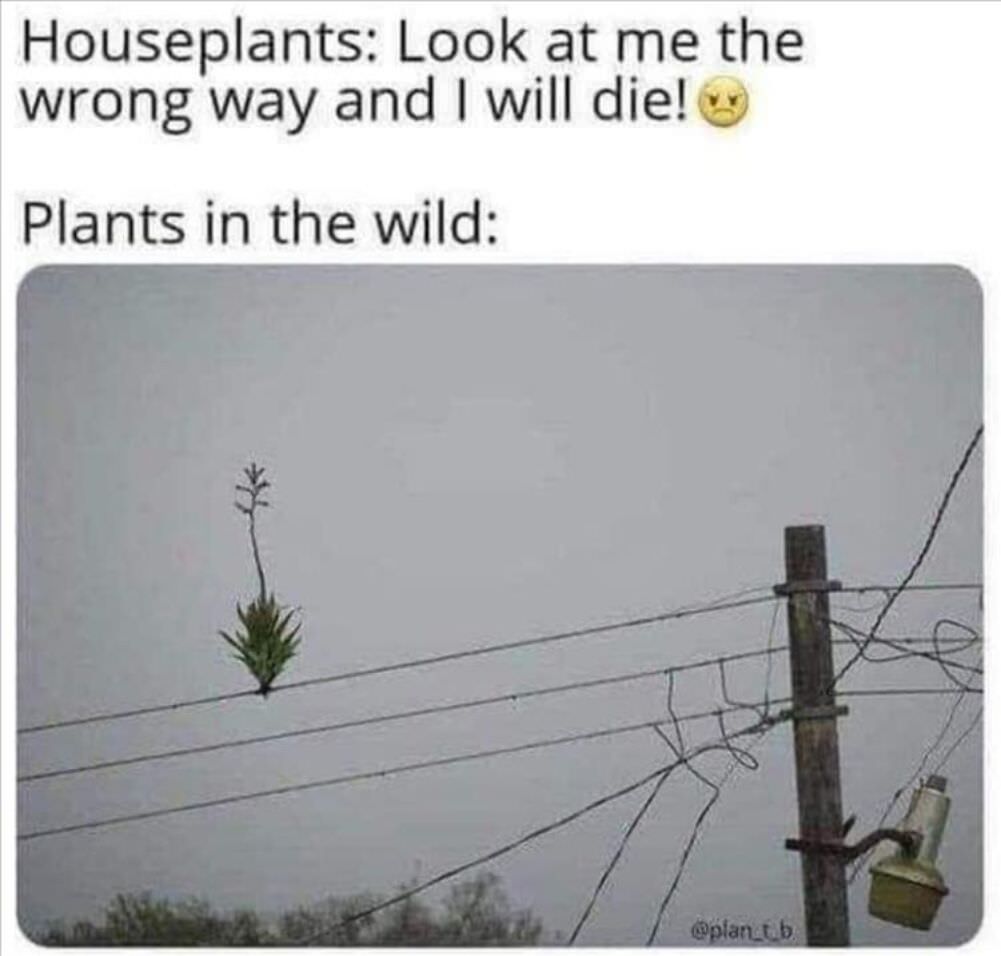 house plants