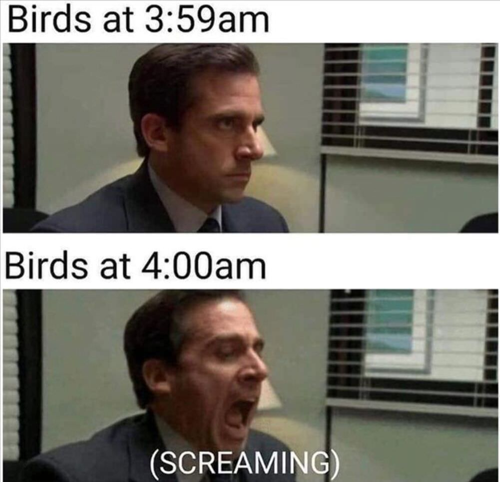 birds at 4am