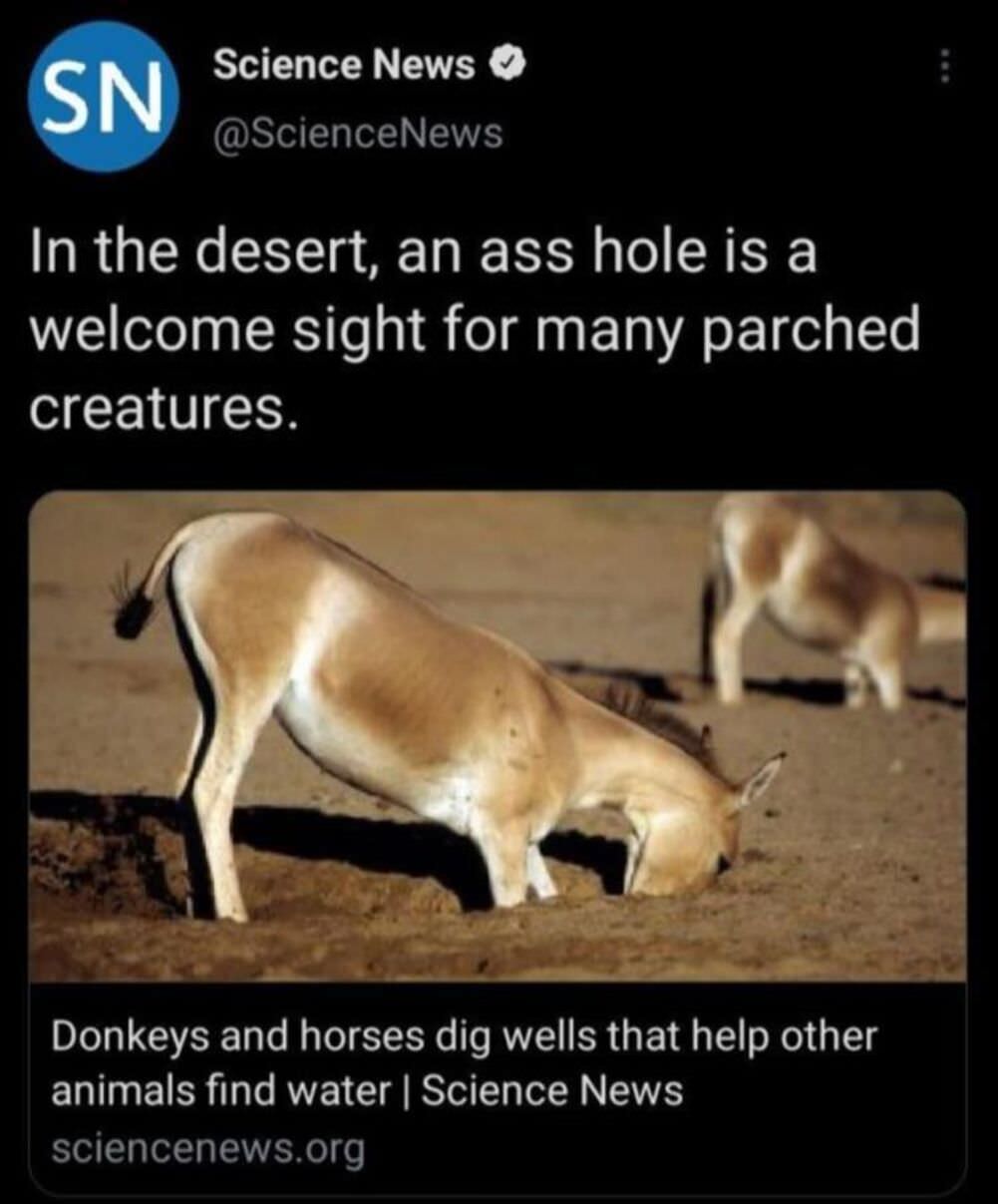 donkey hole