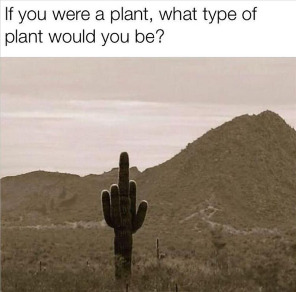 your-spirit-plant