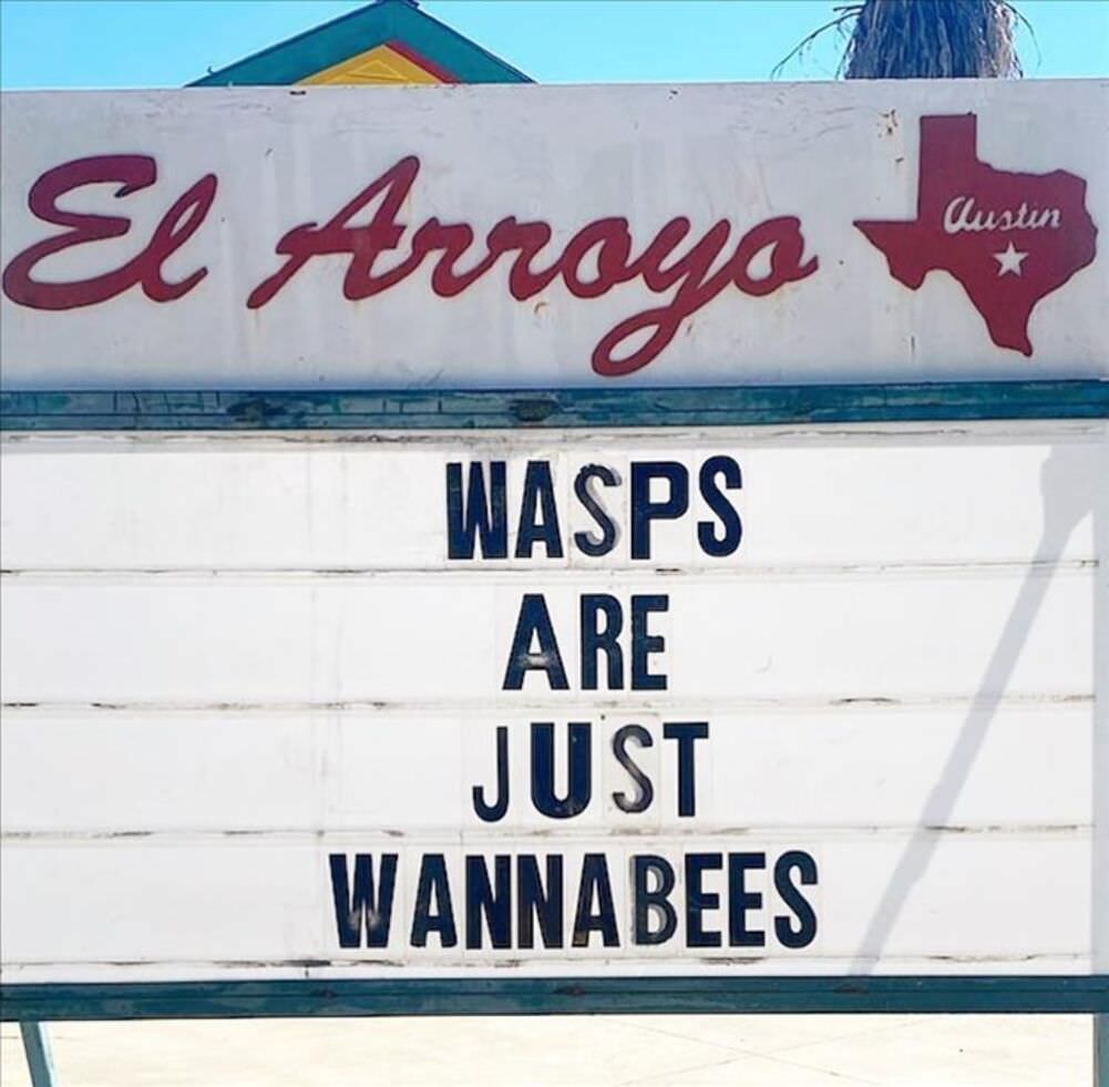 wasps