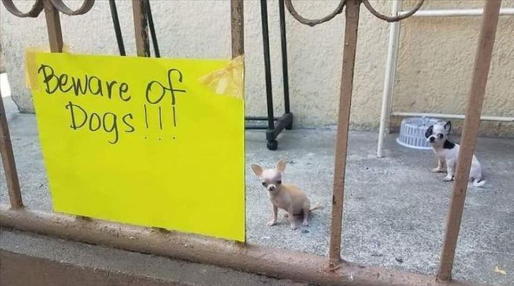 beware of the dogs