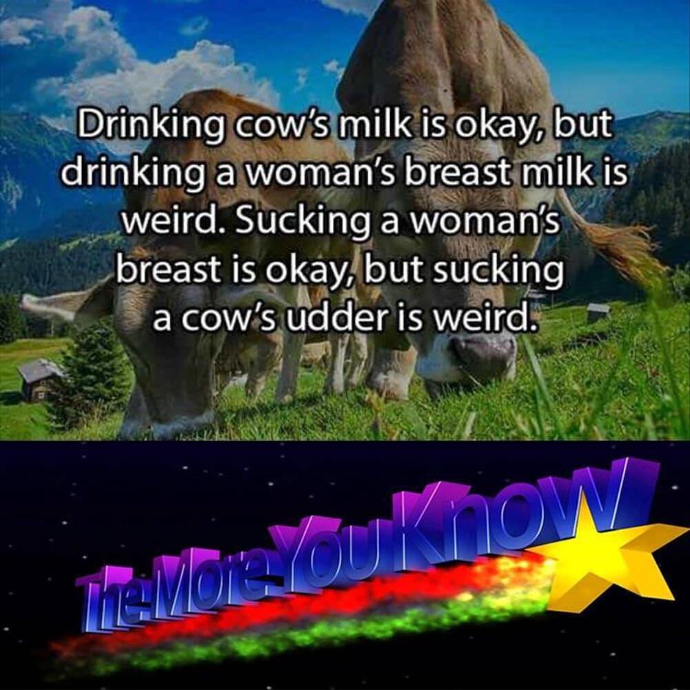drinking cows