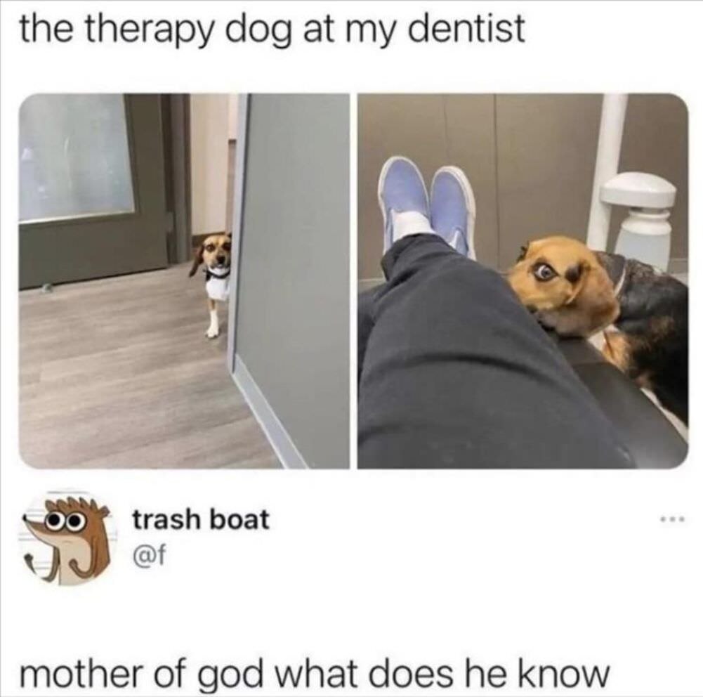 your-therapy-dog