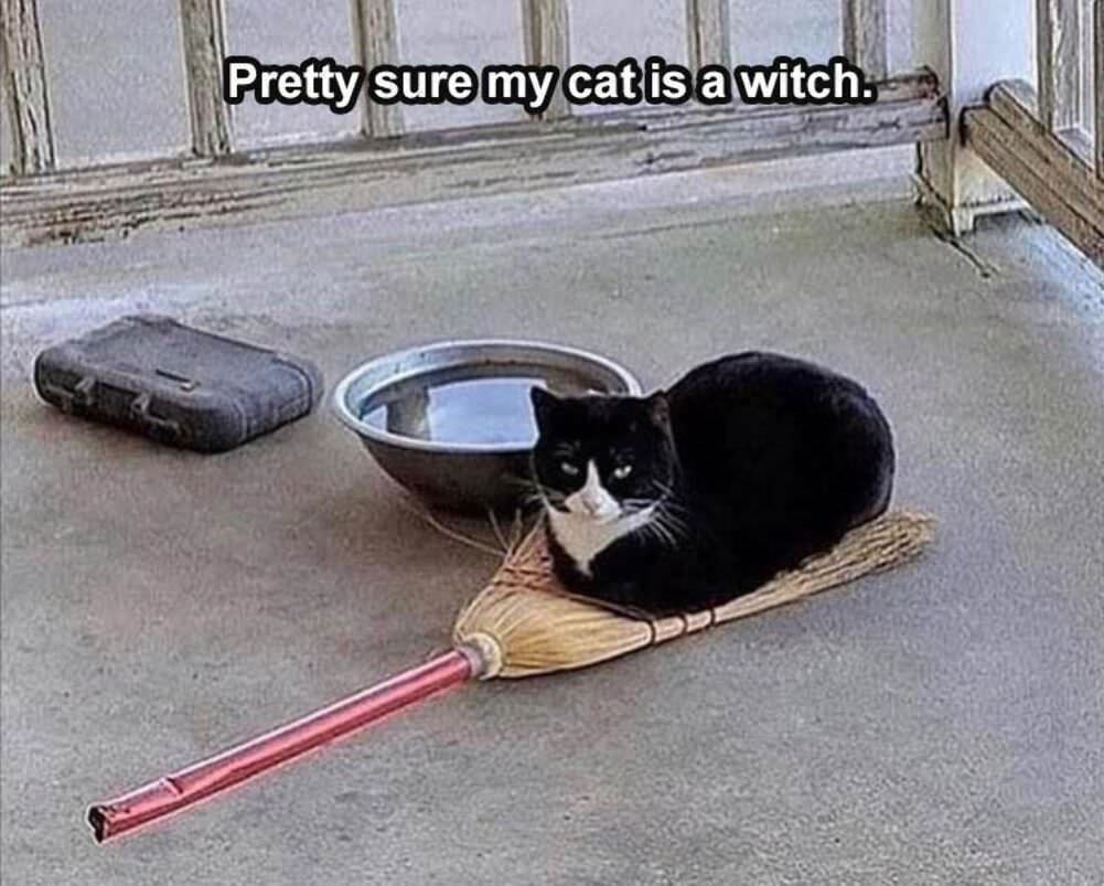 pretty sure about this cat