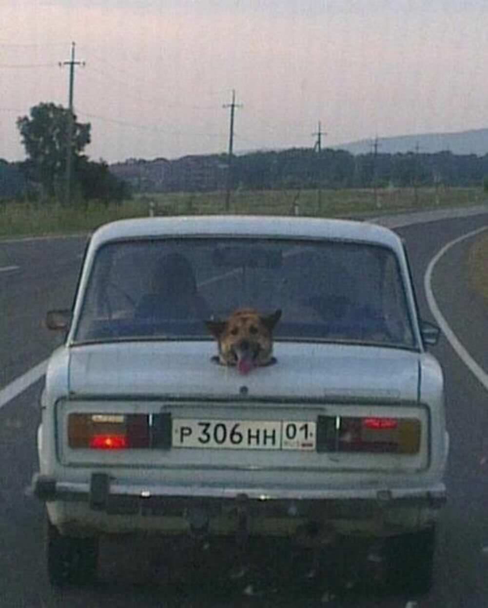 sticking my head out