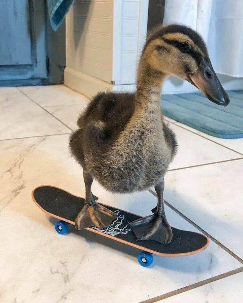 the duck boarder