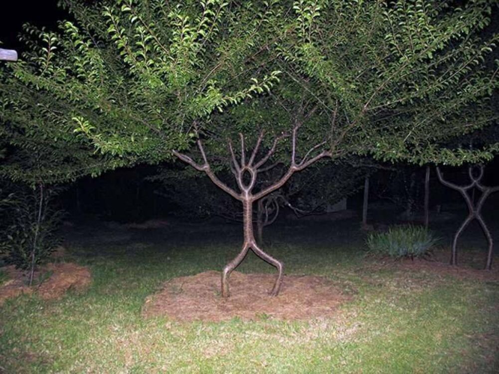 this tree