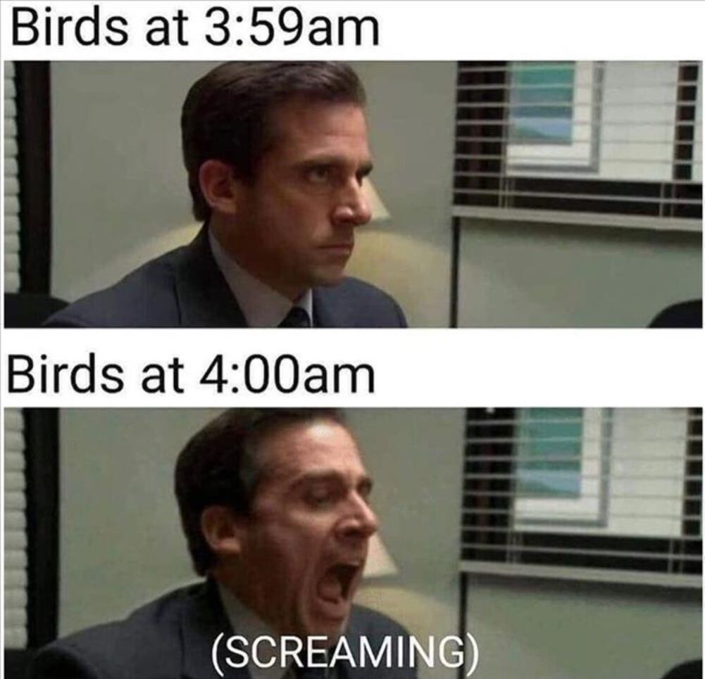 birds