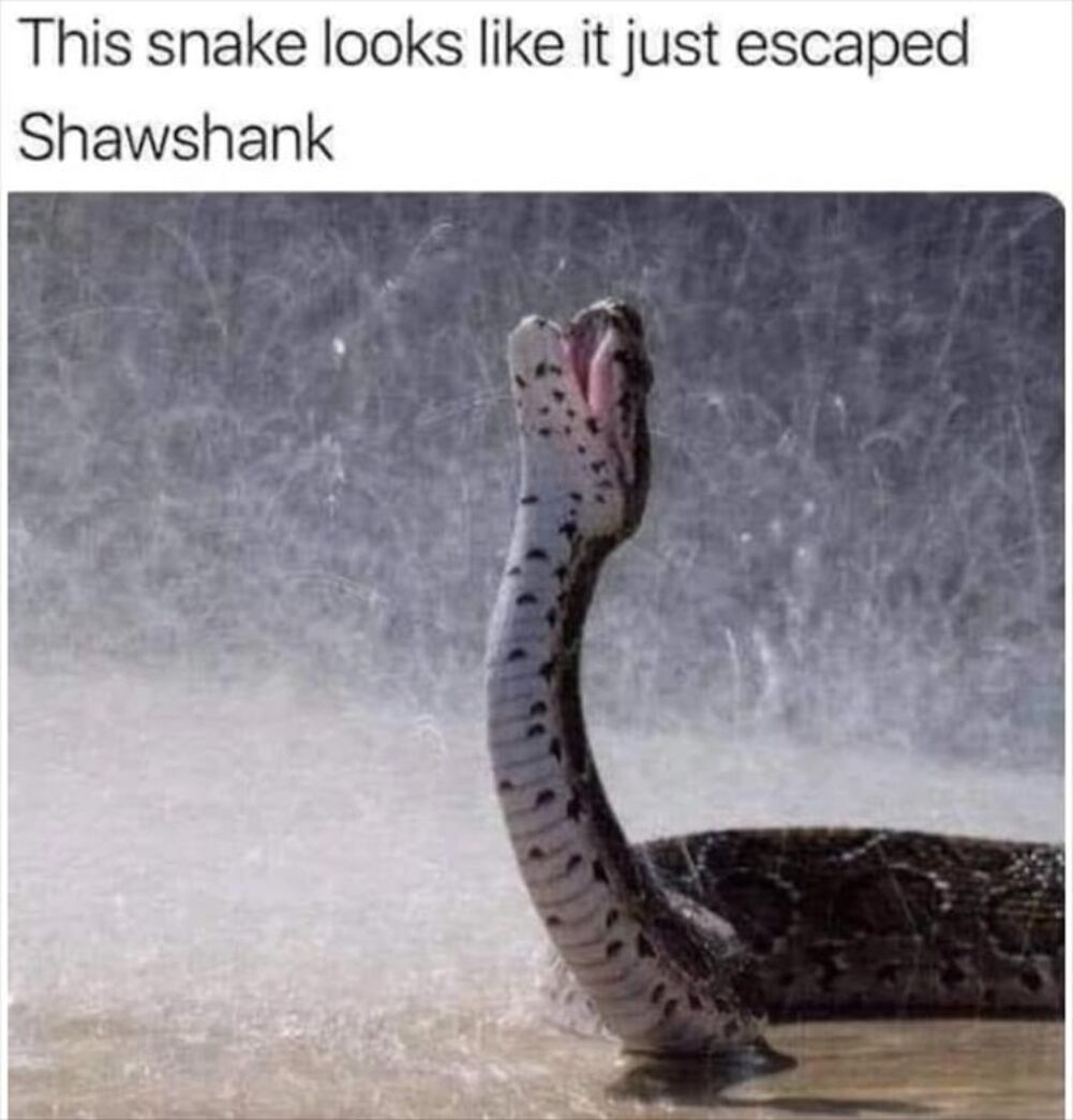 the snake